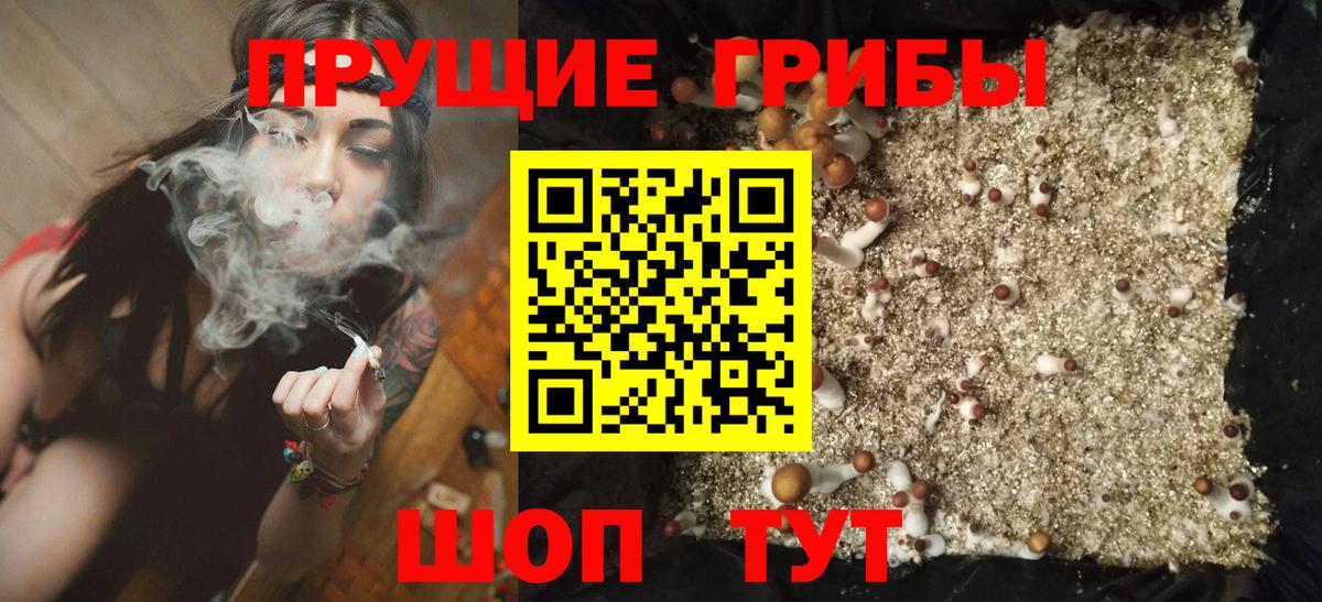 Псилоцибиновые грибы Psilocybine cubensis Ачинск